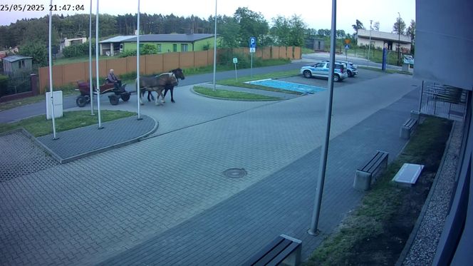 Poddębice. Wóz konny na parkingu komendy. Kierowca nietrzeźwy i z dożywotnim zakazem [ZDJĘCIA]. 