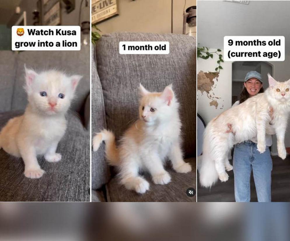 Ten kot ma 9 miesięcy i już jest gigantem. Pobije wszystkie rekordy
