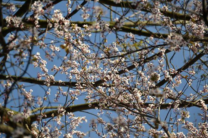 Śliwa wiśniowa 'Pissardii', Prunus cerasifera 'Pissardii'