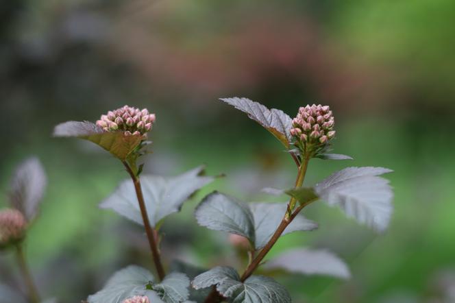 Pęcherznica kalinolistna 'Diabolo' - Physocarpus opulifolius 'Diabolo'