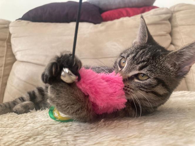 3.5 miesięczna kotka Opi do adopcji