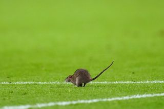 Courtois okiełznał szczura