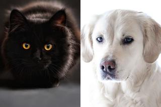 QUIZ: Czarny kot czy Golden Retrievera? Charakter którego zwierzęcia jest ci bliższy?