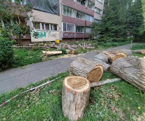 Wielkie drzewo runęło im na blok. „Widziałam, jak na mnie leci!”