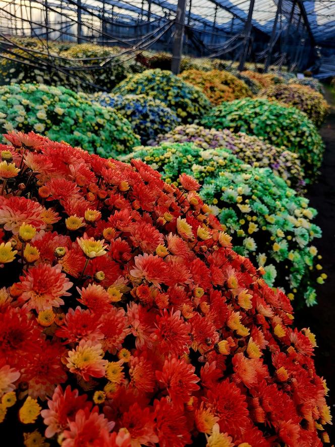 Takich chryzantem jak te spod Bydgoszczy nie ma nigdzie indziej. Pigemntowane kwiaty w wyjątkowych kolorach robią wrażenie!