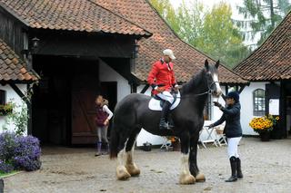 Bez żony nie radzi sobie z koniem