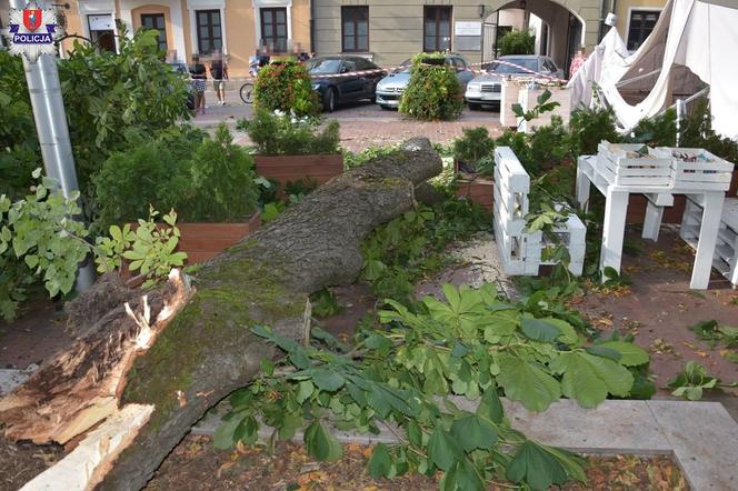 Zamość. Potężny konar runął na ludzi. 9 osób w szpitalu