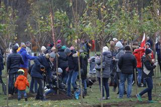 Gdańsk świętował NIEPODLEGŁOŚĆ! Posadzono 101 drzew wiśni