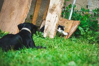 Kot i pies w ogrodzie