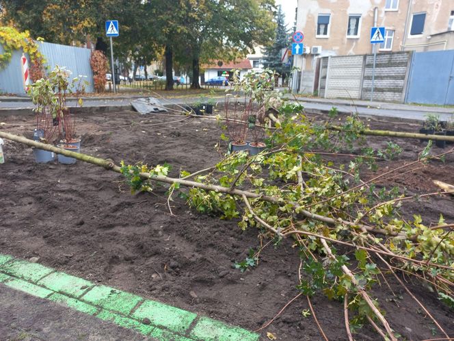 Zamiast asfaltu klomby z roślinami. Zmiany na Tylnej i Wałowej w Lesznie