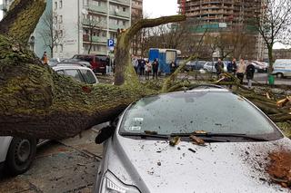 Złamane drzewo uszkodziło samochód na ul. Podhalańskiej w Szczecinie