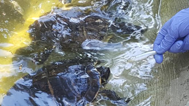 Światowy Dzień Żółwia