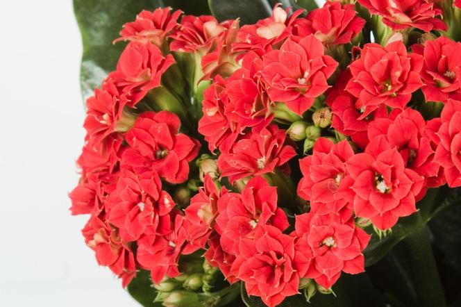Kalanchoe Blossfelda