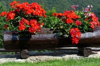 Pelargonie grozy. Tych kwiatów lepiej nie sadzić na balkonach
