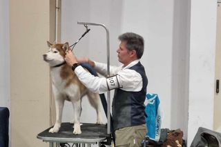 Międzynarodowe Wystawy Psów Rasowych na MTP 