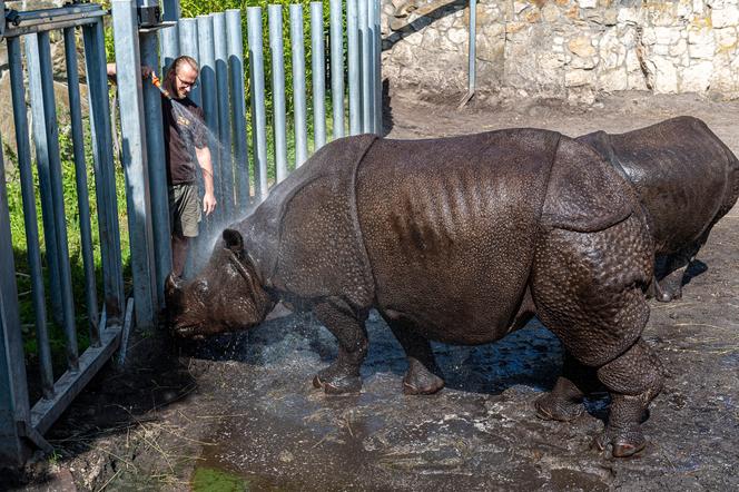 Lody z rybami i zimne prysznice – tak zwierzęta w Zoo radzą sobie z upałami [ZDJĘCIA]