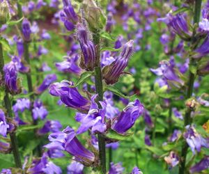 Lobelia wielka
