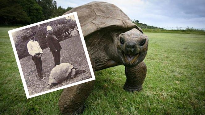 190-letni żółw