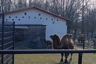 W Śląskim Ogrodzie Zoologicznym narodził się maleńki wielbłąd. Franek już teraz skrada serca