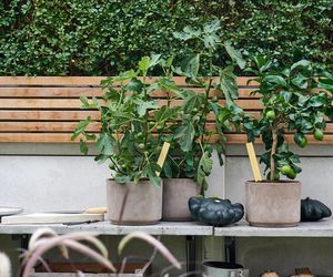 Drzewko cytrynowe w domu - pielęgnacja i podlewanie drzewka cytrusowego w doniczce