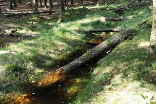 Rezerwat przyrody Las Murckowski zyska 40 hektarów