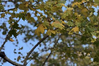 Taka będzie pogoda na długi listopadowy weekend. Najpierw słońce, a potem... 