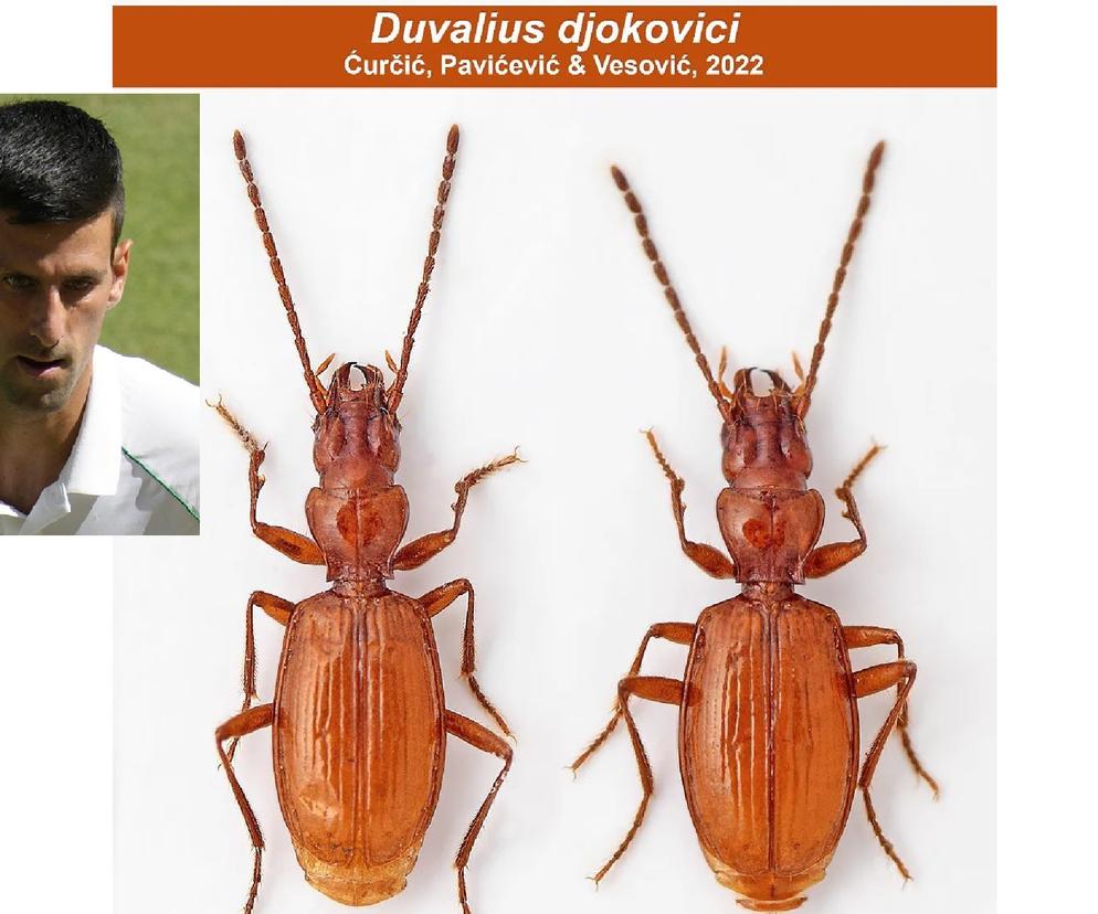 Tenis, Novak Djoković, owad, chrząszcz 