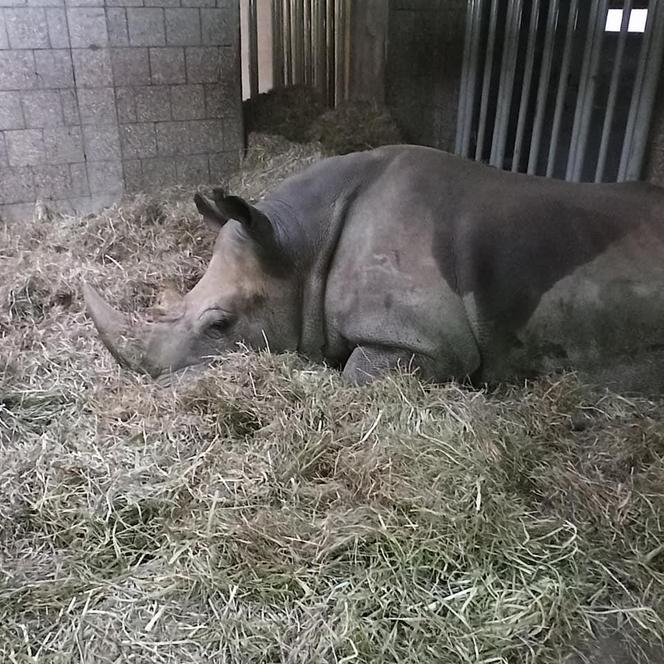 Niepokojące informacje z poznańskiego zoo. "Rokowania są niedobre...". Nosorożec Diuna poważnie chora