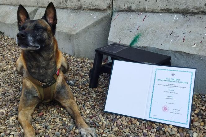 Pies ETO pierwszym psim oficerem w stopniu plutonowego. Na co dzień służy w Lublińcu