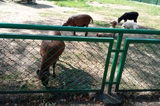 Stare ZOO w Poznaniu. Idealne miejsce na rodzinne spacery w sercu miasta 