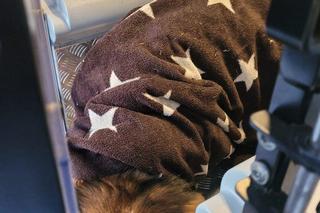 Dramat psów pod Bydgoszczą. Leżały na mrozie bez jedzenia i picia! 