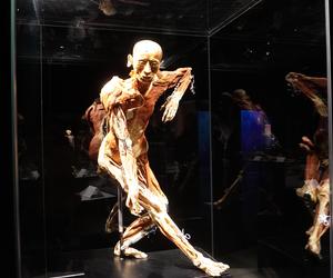 Wystawa z ludzkiego ciała. Body Worlds powróciła do Gdańska po 5 latach 