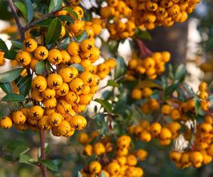 Ukryte skarby polskich sadów. Owoce, o których nie słyszałeś, a które pokochasz