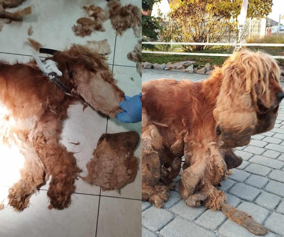Dramatyczna interwencja KTOZ. Wygolone włosy psa ważyły ponad trzy kilogramy
