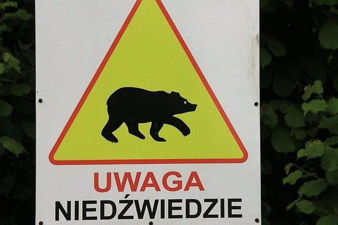 Uwaga niedźwiedź