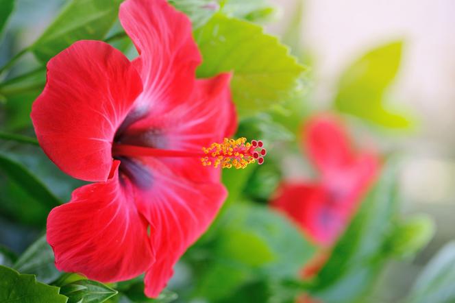 Hibiskus