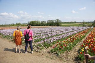 Świto Tulipanów 2025