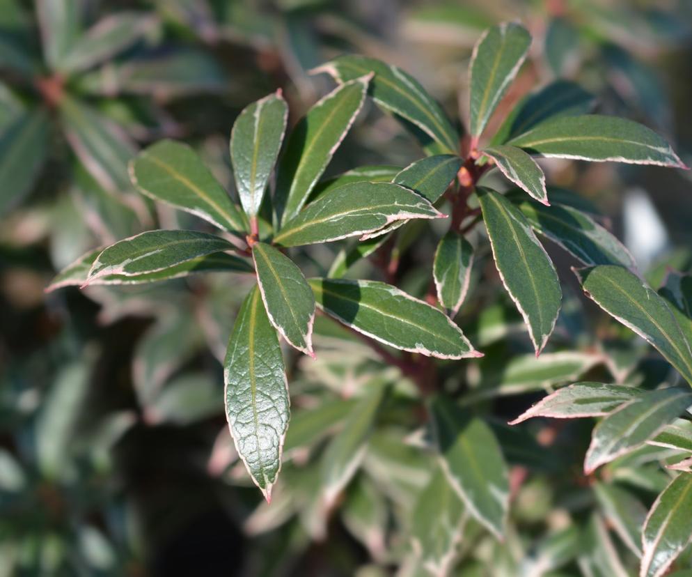 Pieris japoński 'Little Heath' 