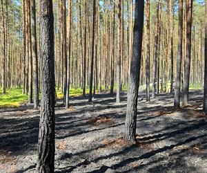 Pożar w Borach Tucholskich. Park Narodowy ostrzega! Występuje duże zadymienie