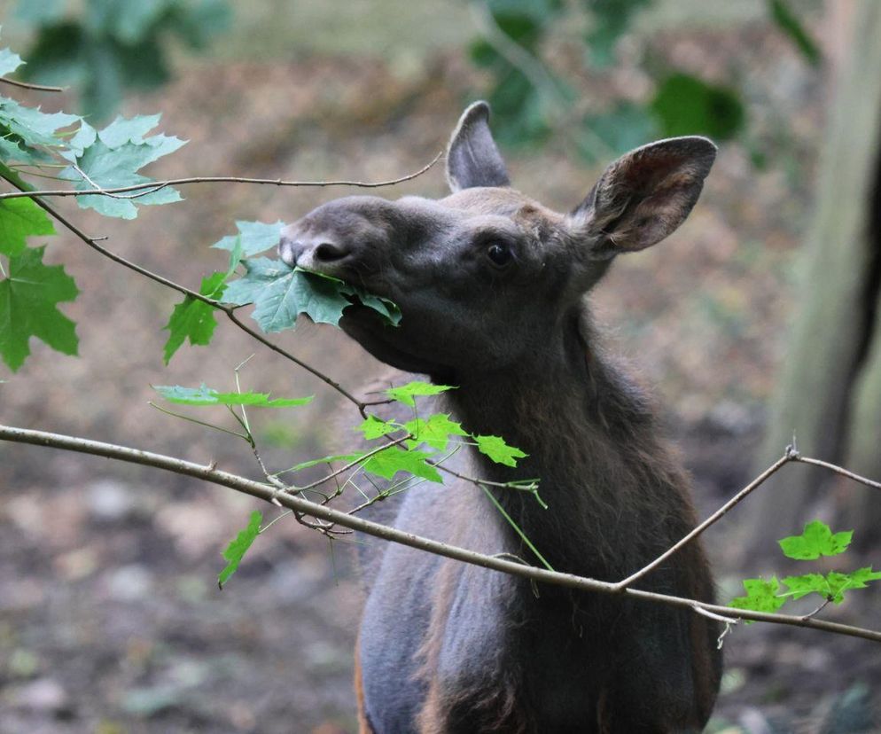 Zbiórka pokarmu dla zoo