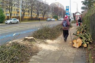 Wycinka drzew na al. Powstańców Wielkopolskich