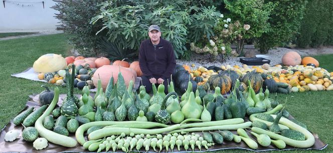 Dyniowe gospodarstwo Łukasza Piwko w Pawłowie