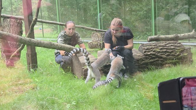 Pokazowe karmienie w myślęcińskim zoo to prawdziwy hit! Sprawdziliśmy to na miejscu