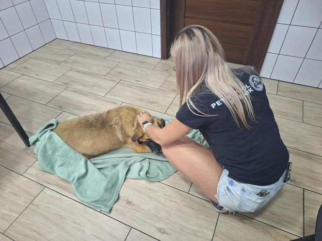 Dramatyczna interwencja Pet Patrol Rybnik. Pies konał w samotności