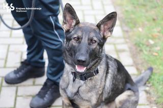 Nowy psi funkcjonariusz w warmińsko-mazurskiej służbie celnej [AUDIO]
