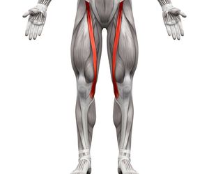 Mięsień krawiecki – budowa, funkcje, ból i ćwiczenia