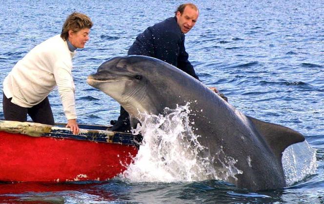 Delfin Fungie będzie mieć własny pomnik. Najstarszy delfin świata uhonorowany