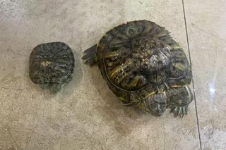 Inwazja dwugłowych żółwi po katastrofie w elektrowni w Japonii