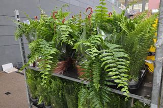 Festiwal Roślin znów zachwycił bydgoszczan! Setki gatunków i wyjątkowa atmosfera