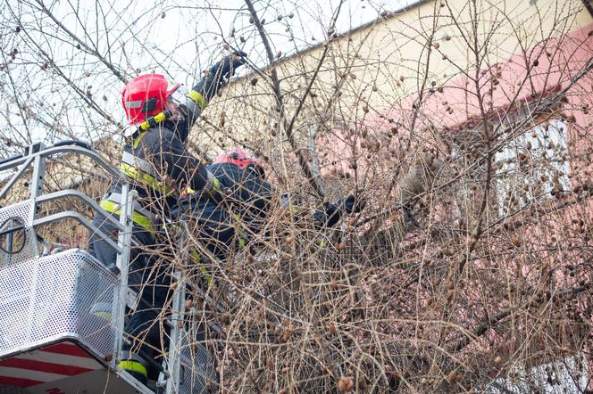 Kot fajtłapa wezwał strażaków.